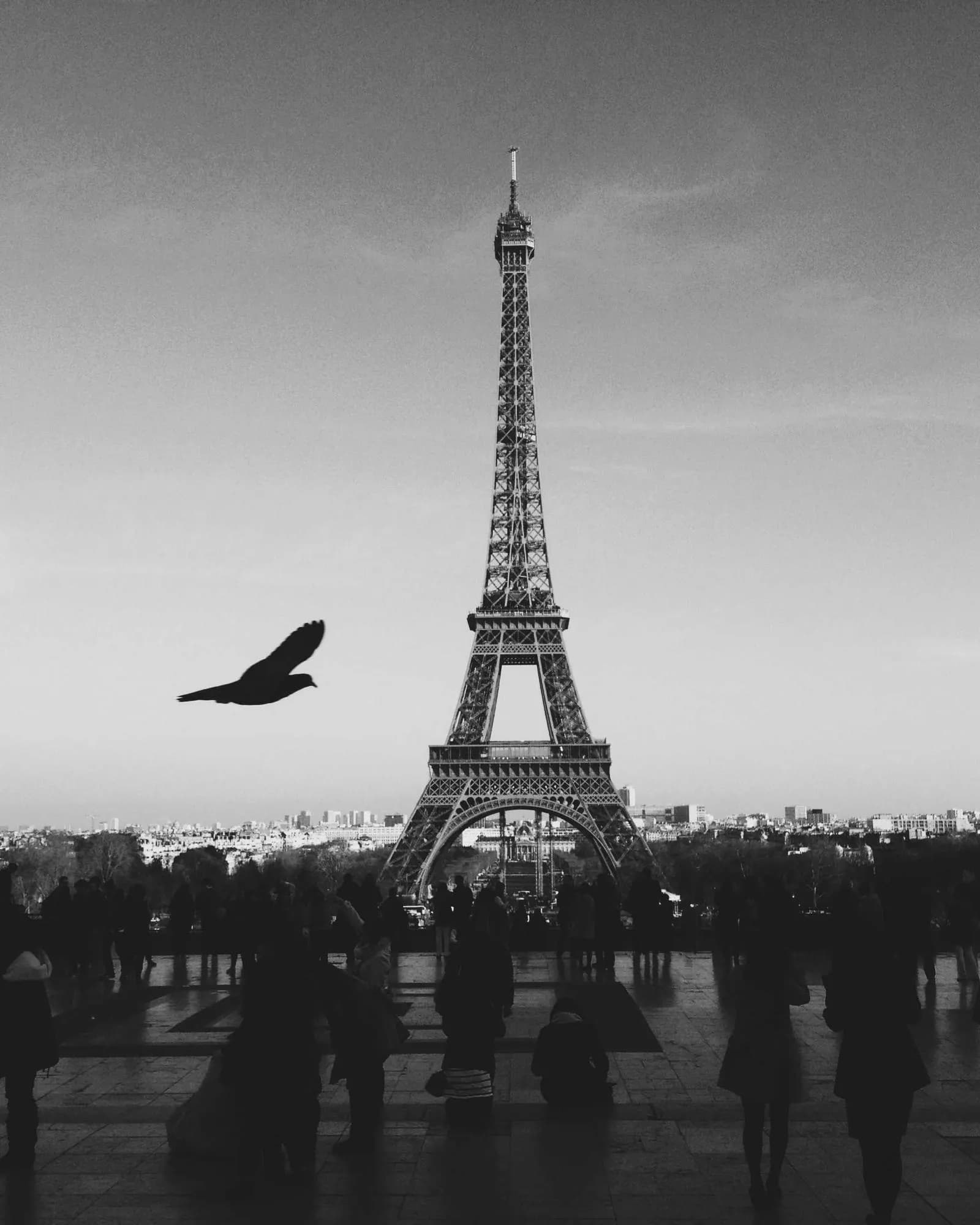 A random stock photograph, a black-and-white view of the Eiffel Tower with a bird in flight, standing in for this demo project's image.
